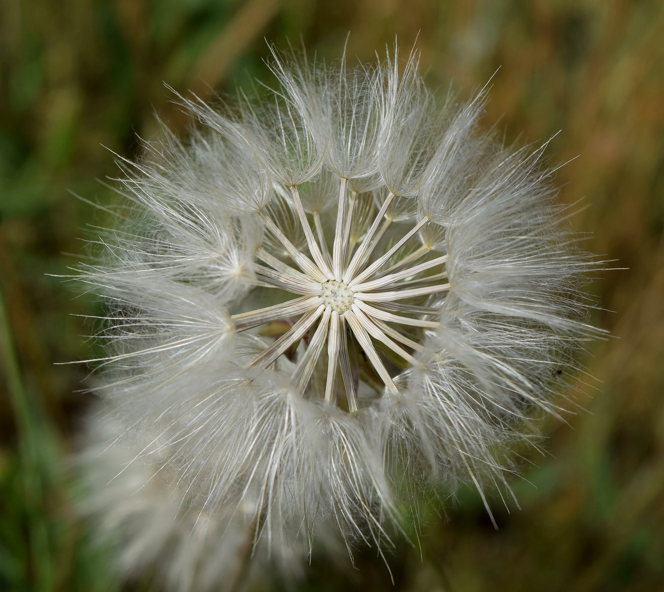 Image of Scorzonera songorica specimen.