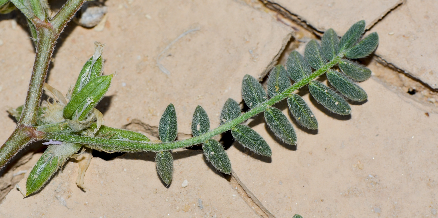 Изображение особи Astragalus tribuloides.