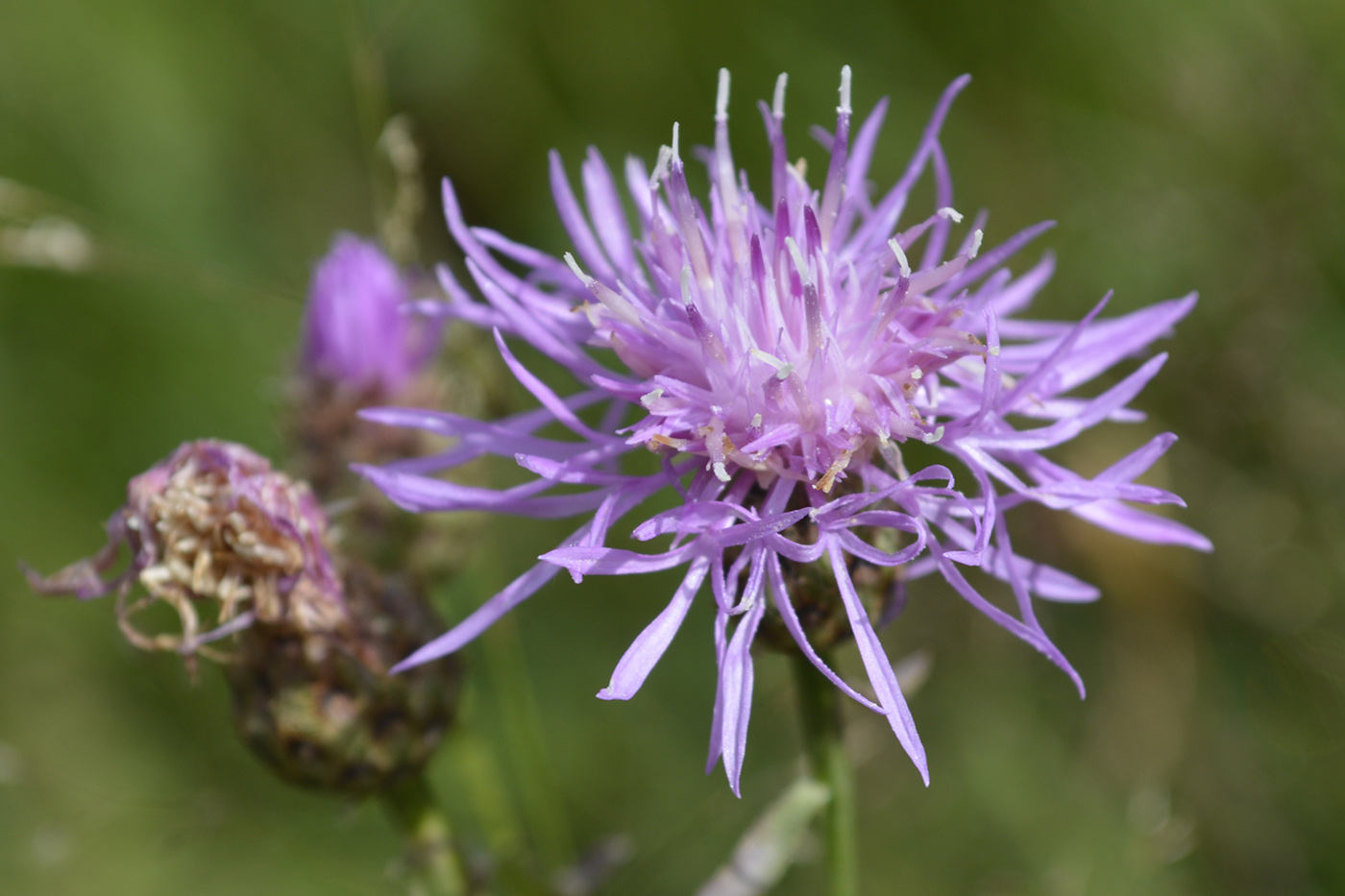 Изображение особи Centaurea kubanica.