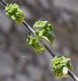 Clinopodium spruneri