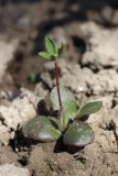Lupinus × regalis. Ювенильное растение. Ленинградская обл., Всеволожский р-н, окр. пос. Куйвози, садоводство, самосев. 07.05.2016.