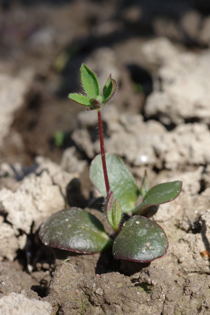 Изображение особи Lupinus × regalis.