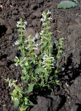 Stachys annua