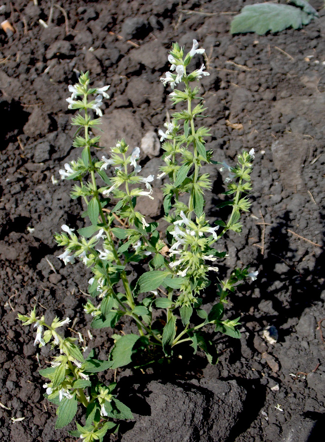 Image of Stachys annua specimen.