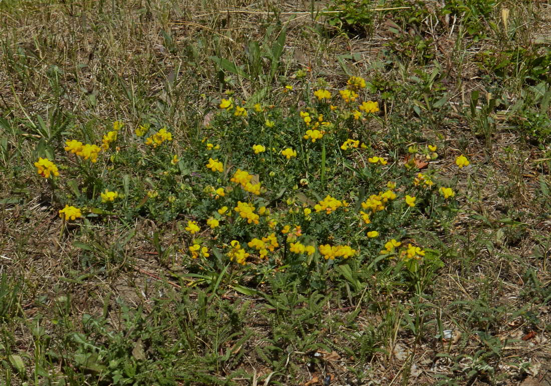 Изображение особи Lotus corniculatus.