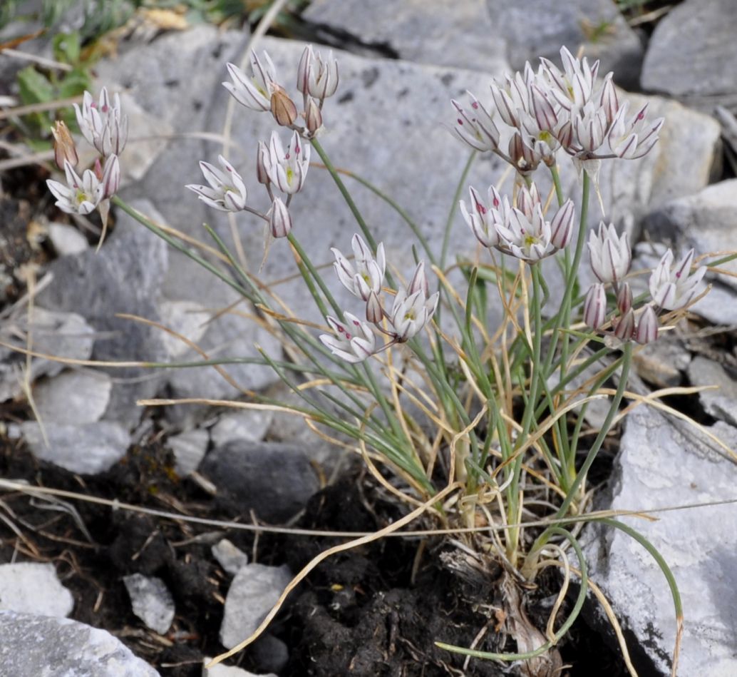 Изображение особи Allium moschatum.