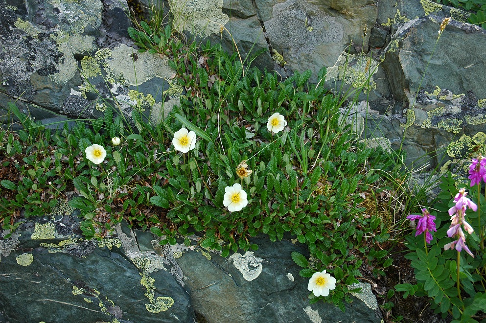 Изображение особи Dryas oxyodonta.