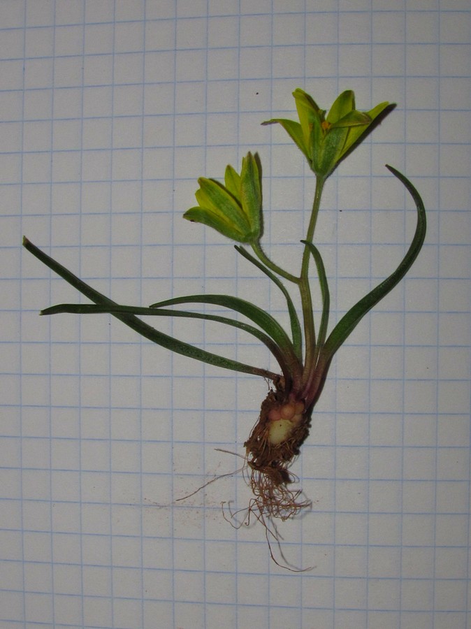 Image of Gagea villosa specimen.