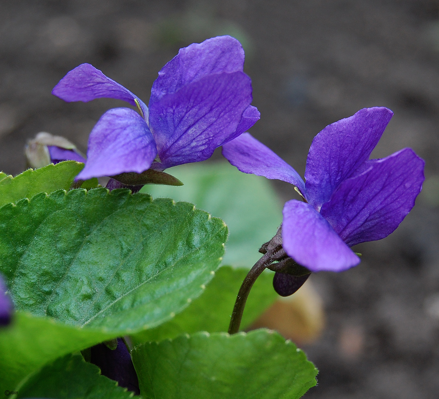 Изображение особи род Viola.