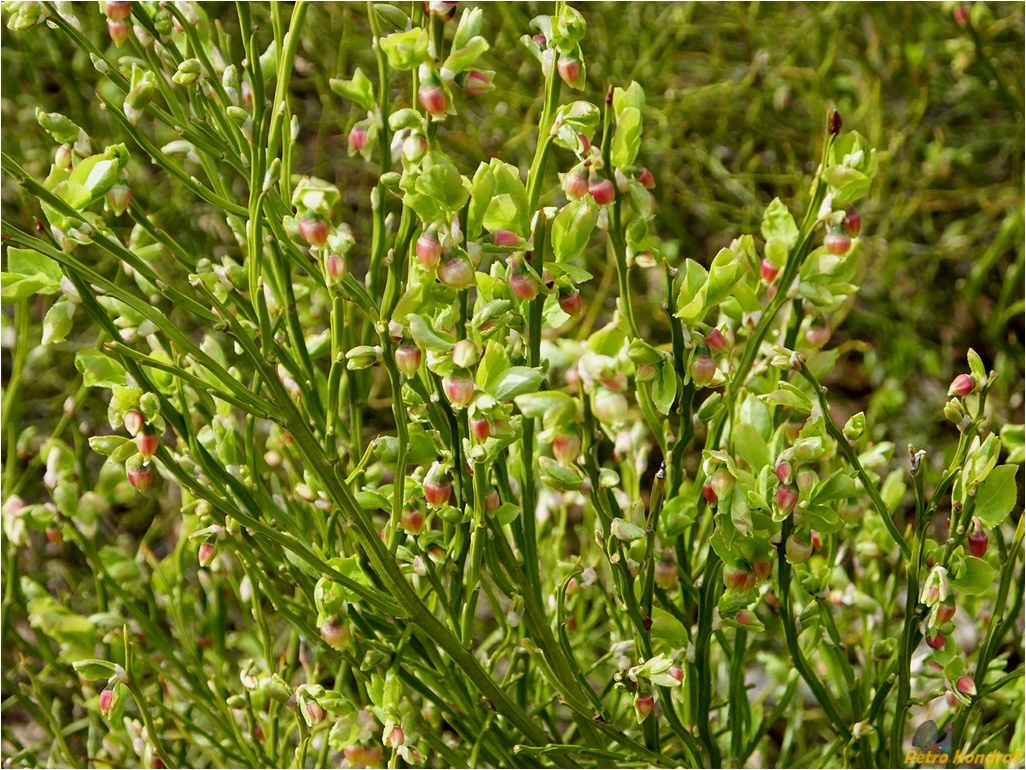 Image of Vaccinium myrtillus specimen.
