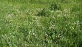 Ornithogalum woronowii. Аспект цветущих растений. Краснодарский край, Усть-Лабинский р-н, станица Воронежская, залежь в полосе отчуждения железной дороги. 30.04.2017.