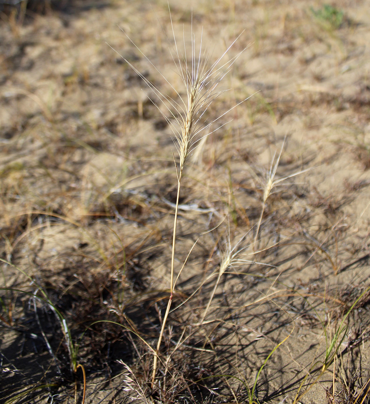 Изображение особи Taeniatherum crinitum.