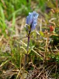 Gentiana glauca. Верхушка цветущего растения. Магаданская обл., окр. г. Магадан, п-ов Старицкого, сопка Марчеканка, разреженный кедровостланиковый склон. 26.06.2016.