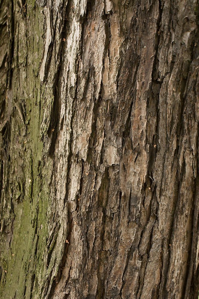 Image of Cercidiphyllum japonicum specimen.