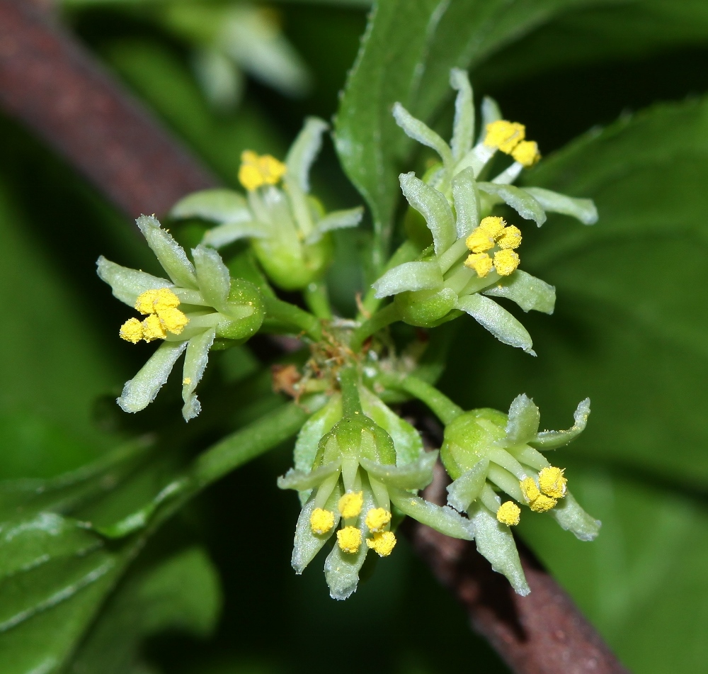 Изображение особи Celastrus flagellaris.