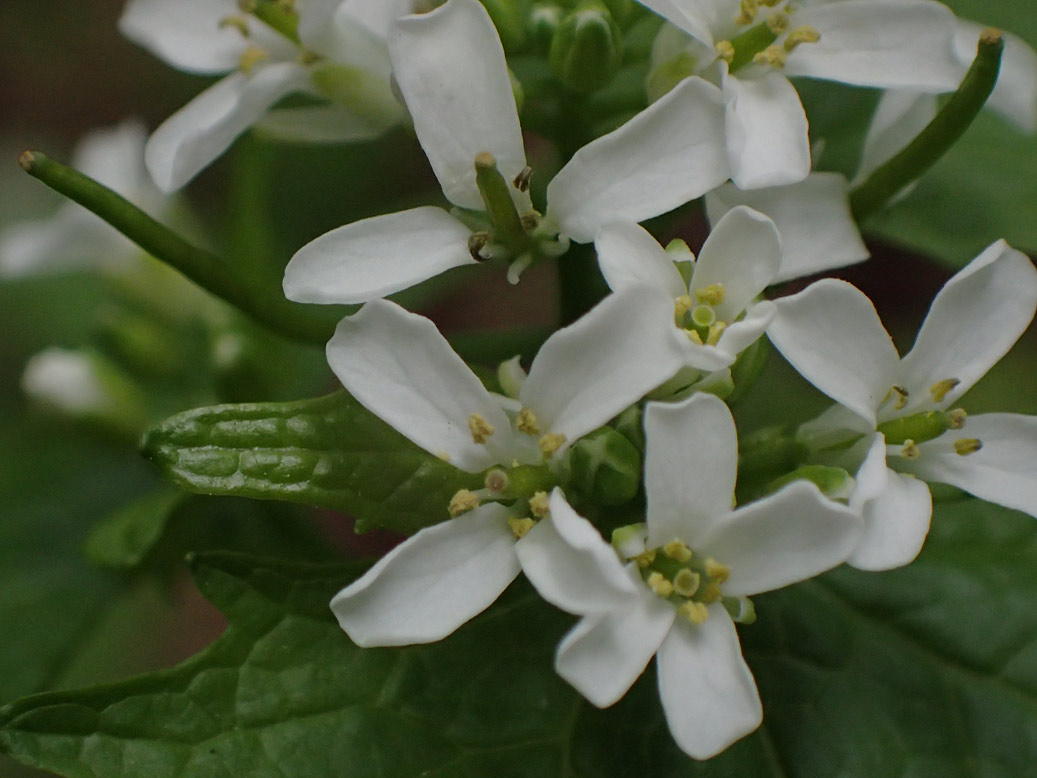 Image of Alliaria petiolata specimen.