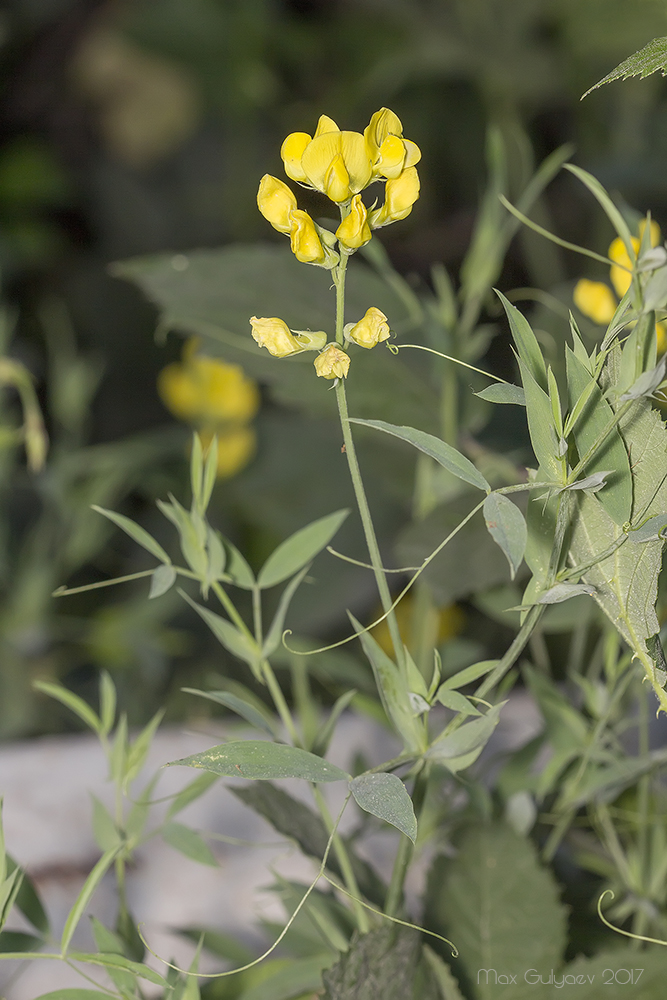 Изображение особи Lathyrus pratensis.