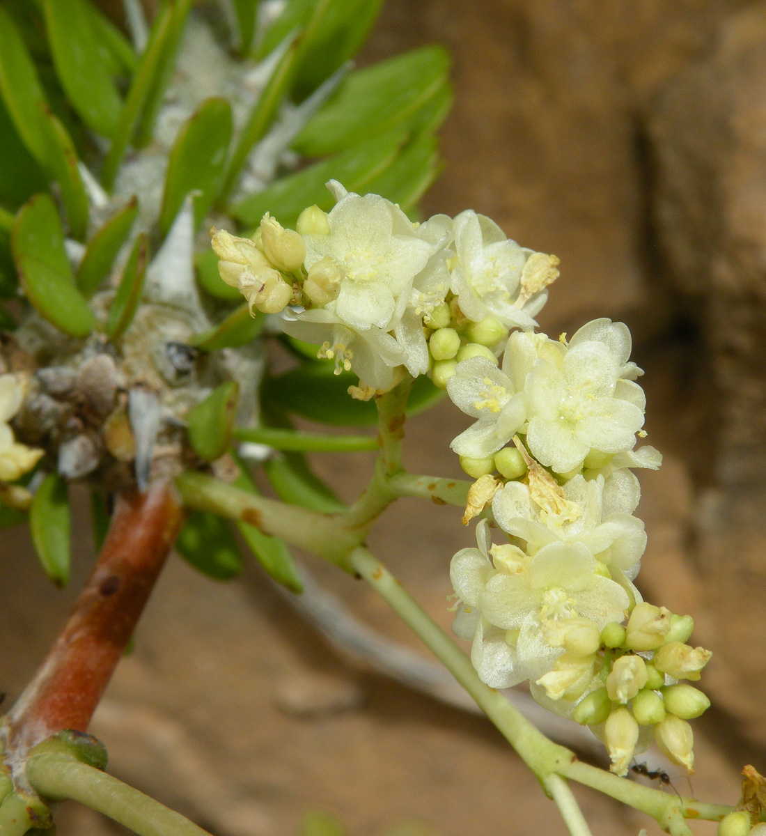 Image of Alluaudia procera specimen.