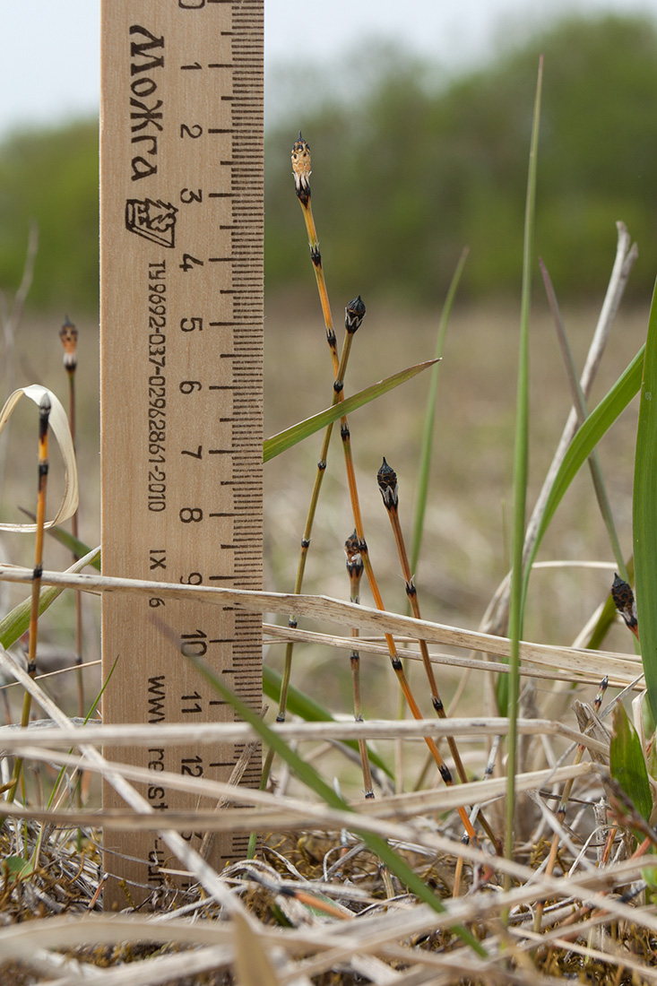 Image of Equisetum variegatum specimen.