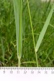 Calamagrostis epigeios