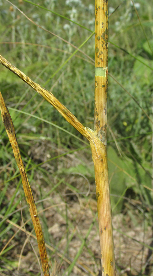 Image of Allium sphaerocephalon specimen.
