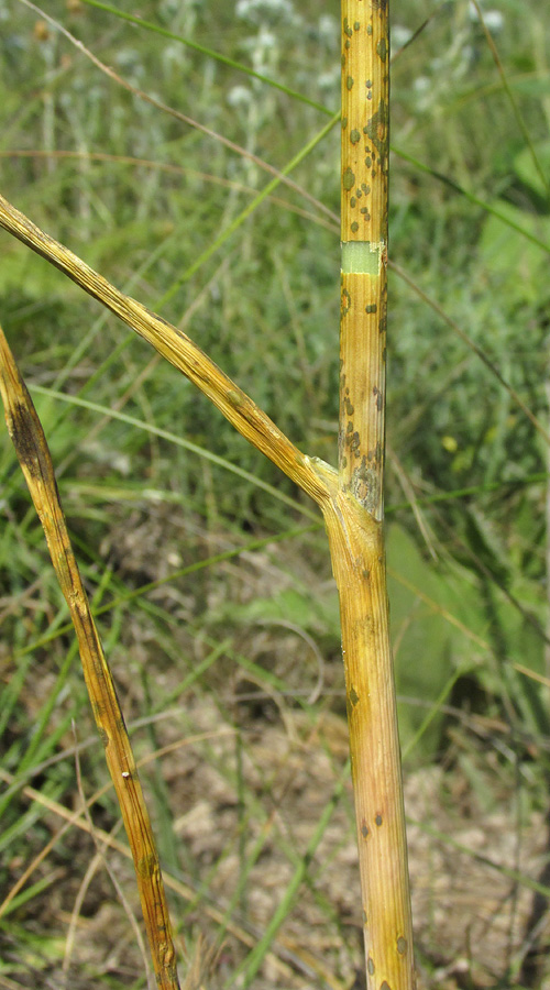 Image of Allium sphaerocephalon specimen.