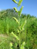 Beckmannia syzigachne