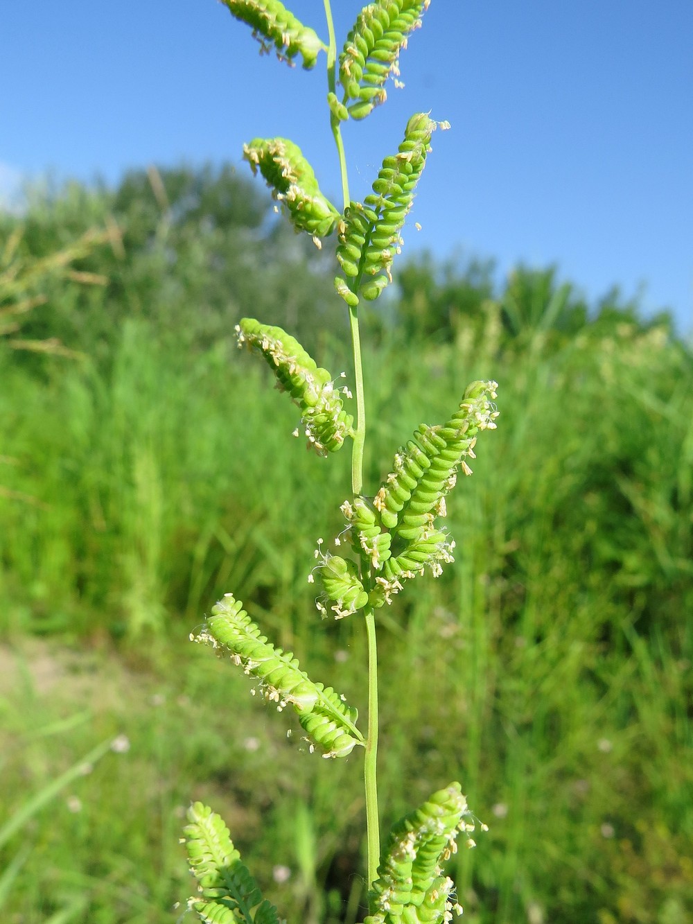 Image of Beckmannia syzigachne specimen.