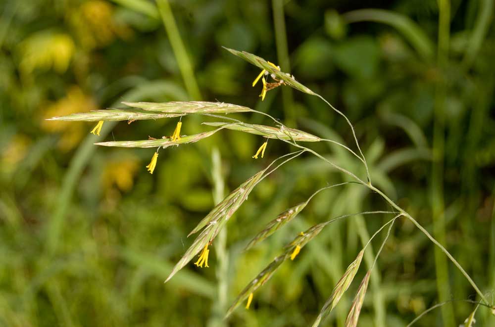 Изображение особи Bromopsis inermis.