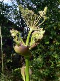 Angelica sylvestris