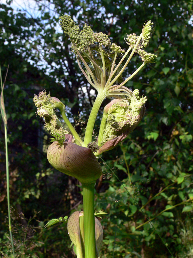 Изображение особи Angelica sylvestris.