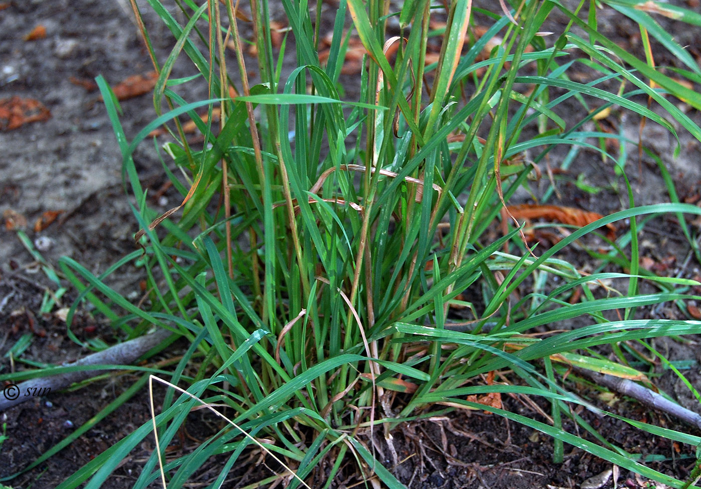 Изображение особи Dactylis glomerata.