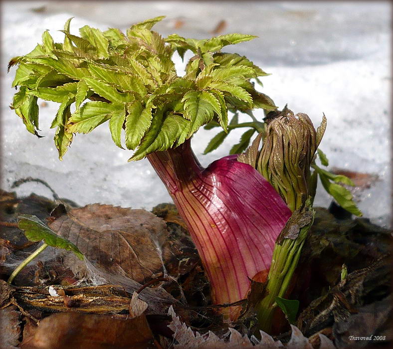 Image of Archangelica officinalis specimen.