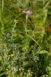 Dianthus campestris