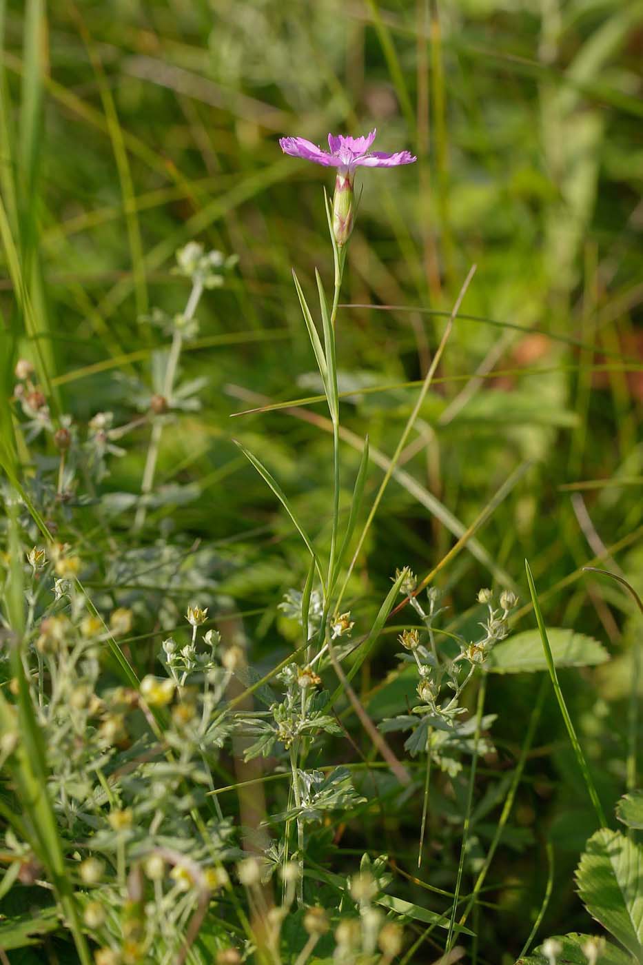 Изображение особи Dianthus campestris.
