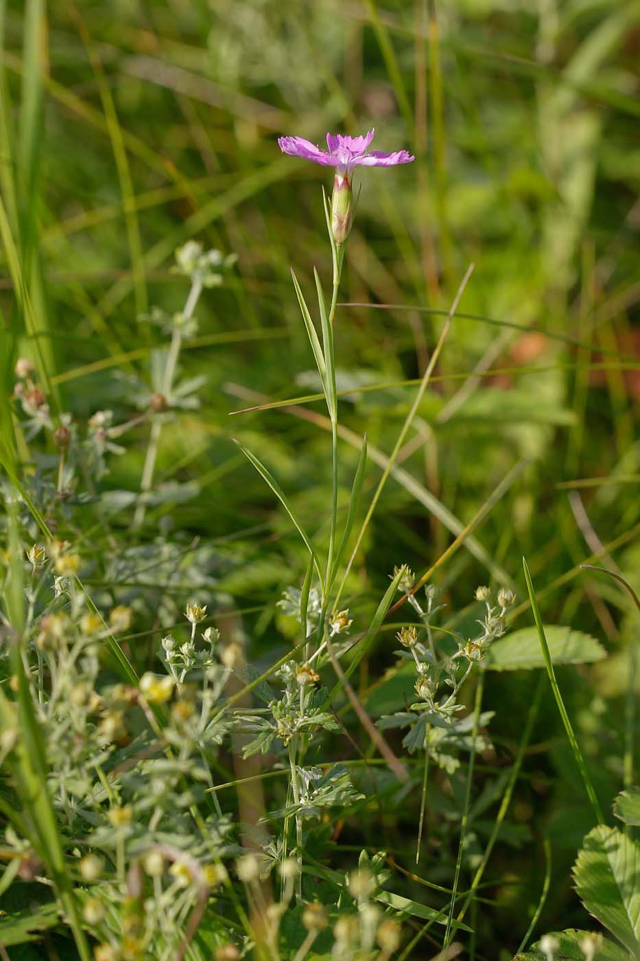 Image of Dianthus campestris specimen.