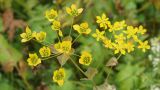 Bupleurum подвид aureum