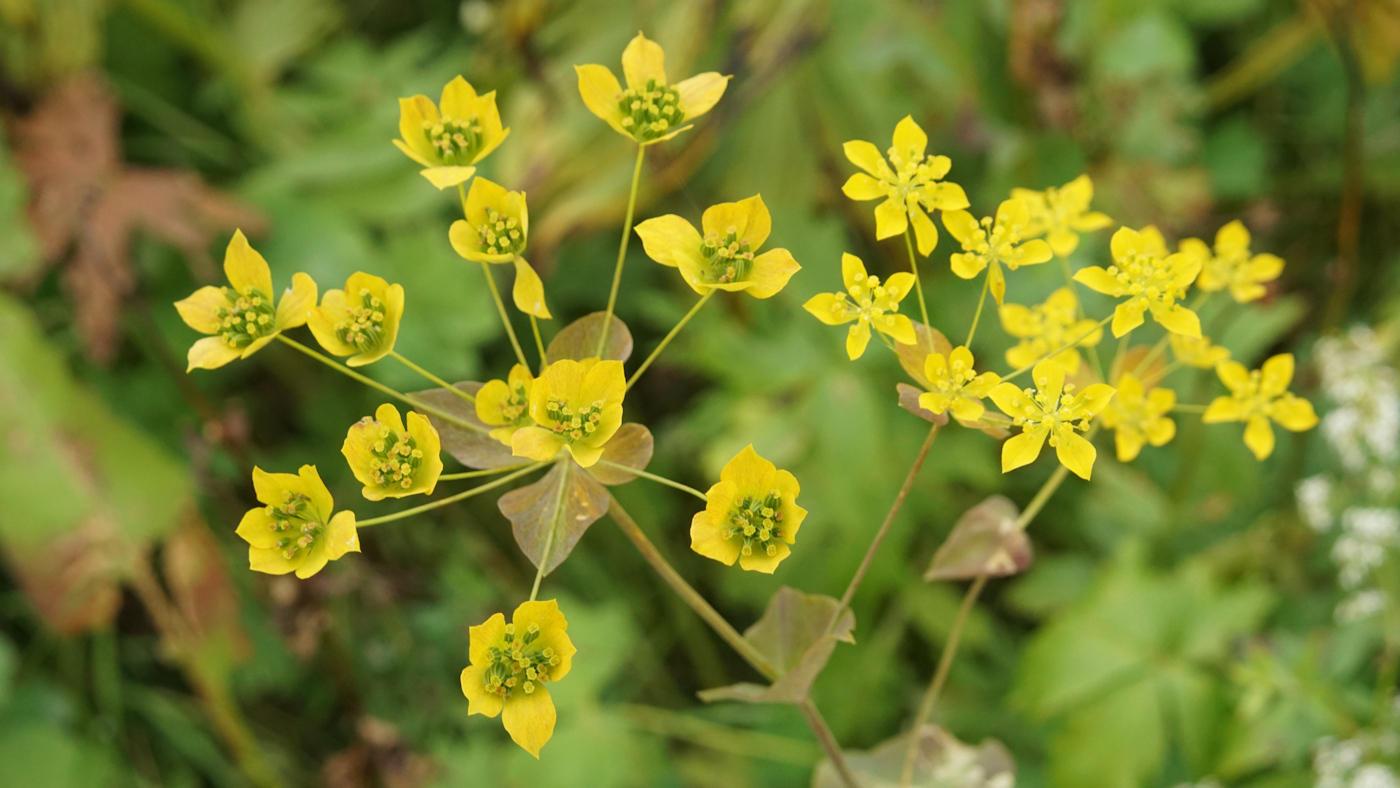 Image of Bupleurum longifolium ssp. aureum specimen.