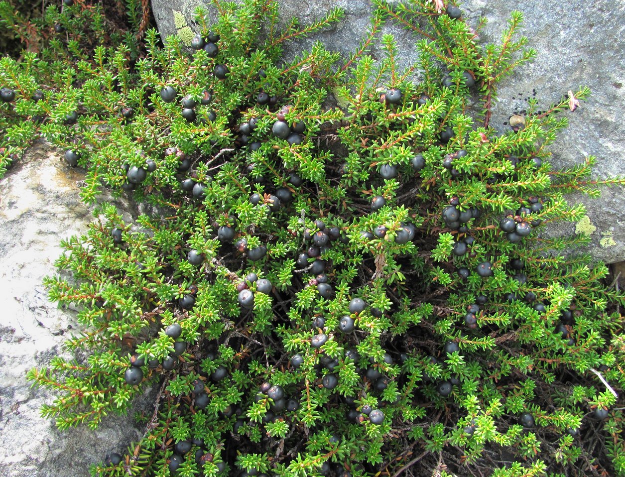 Изображение особи Empetrum caucasicum.