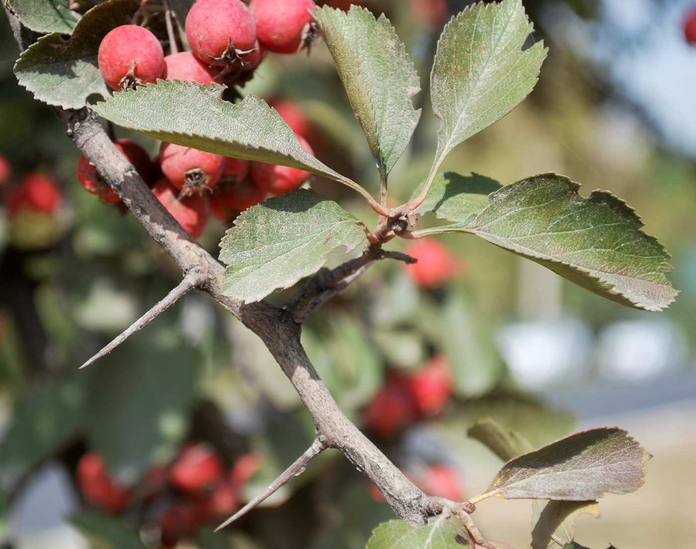 Image of genus Crataegus specimen.