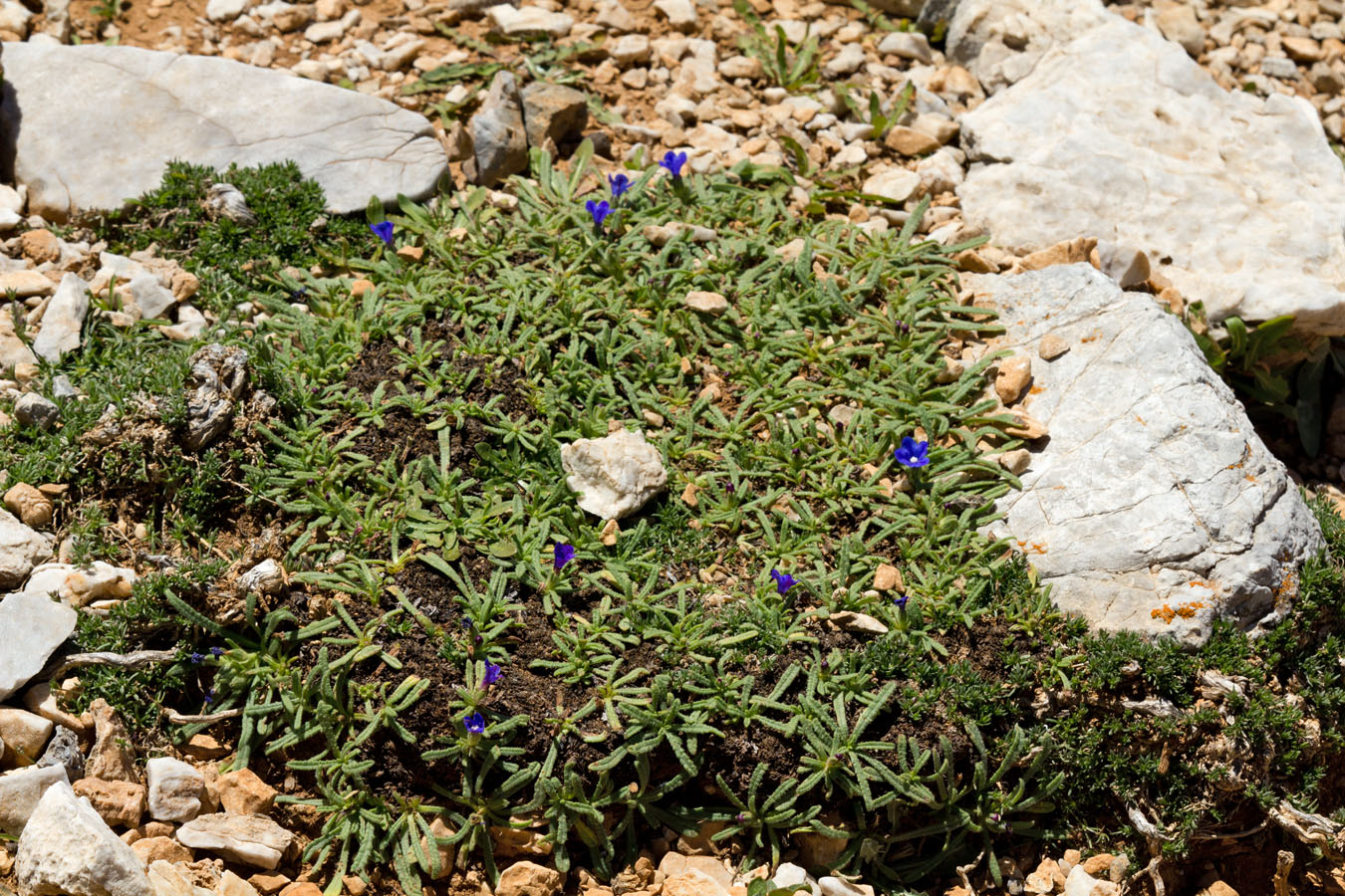 Image of Anchusa cespitosa specimen.