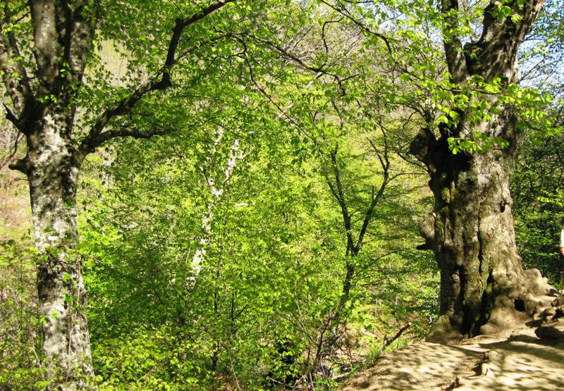 Image of Fagus &times; taurica specimen.