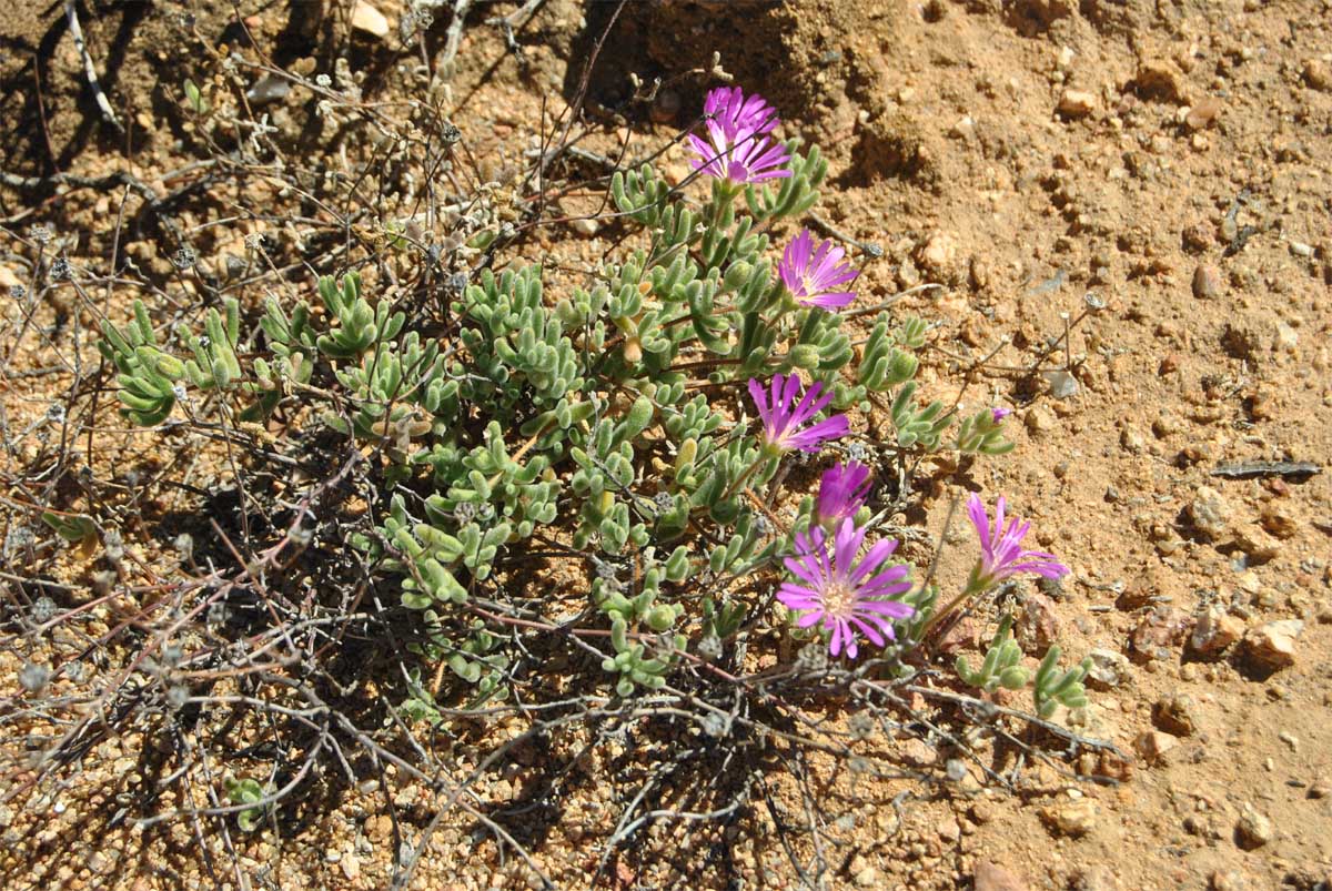 Image of Drosanthemum floribundum specimen.