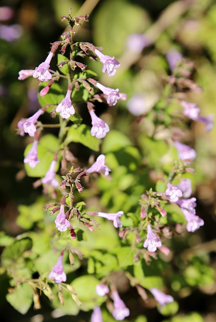 Image of Clinopodium menthifolium specimen.