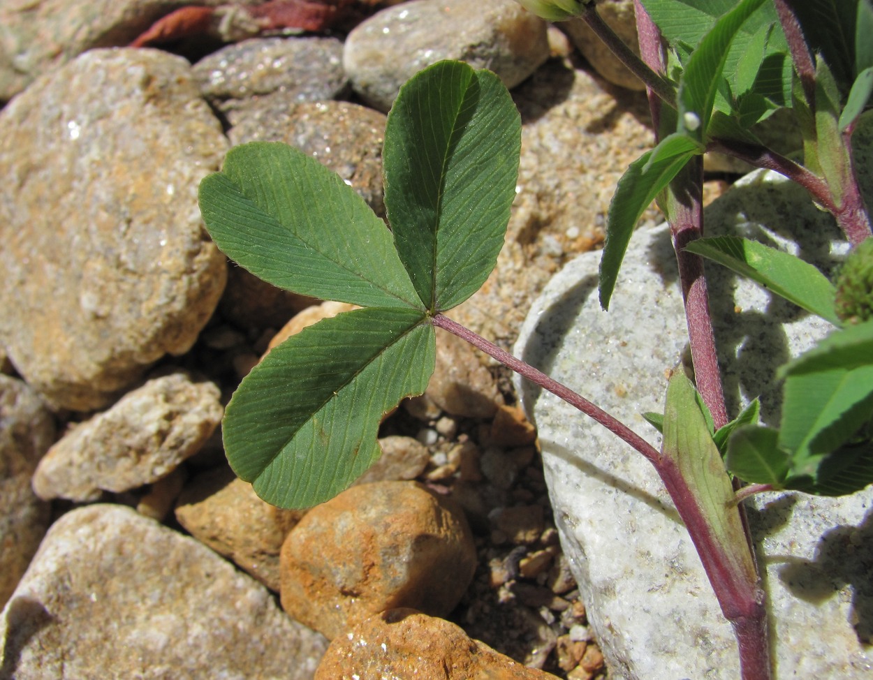 Image of Trifolium rytidosemium specimen.
