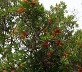 Arbutus unedo. Верхушка ветки с плодами. Южный берег Крыма, г. Алупка, Воронцовский парк, в культуре. 24.10.2017.