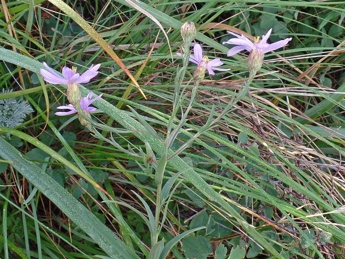 Image of Galatella hauptii specimen.