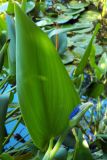 Pontederia cordata