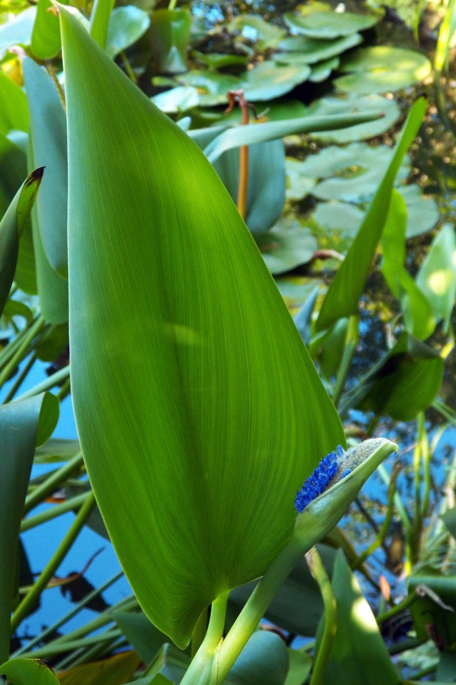 Изображение особи Pontederia cordata.