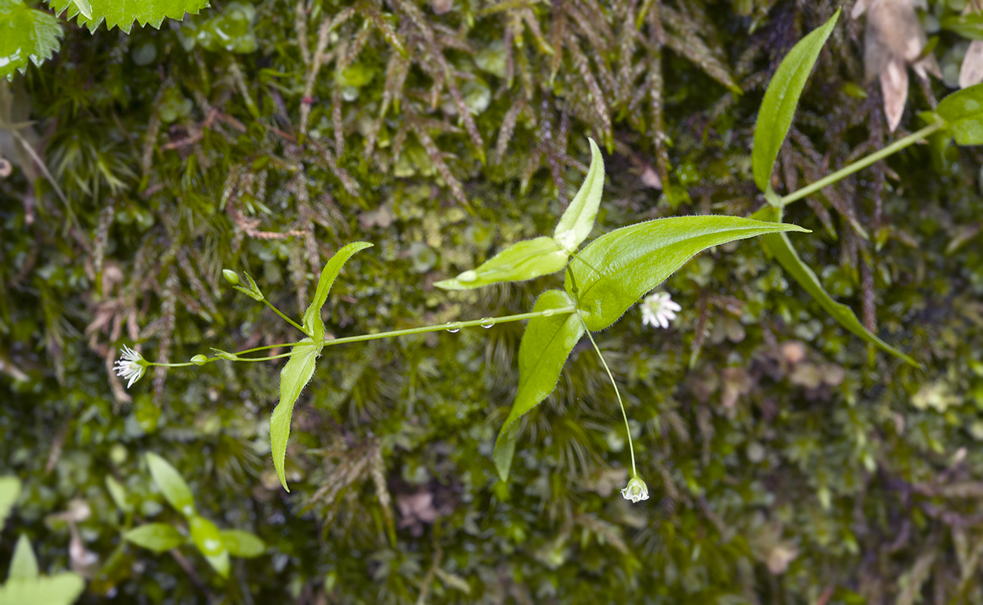 Image of Stellaria fenzlii specimen.